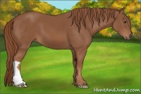 Horse Color:Chestnut 