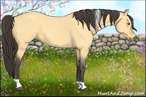 Horse Color:Buckskin Roan Dun Tobiano