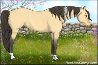 Horse Color:Buckskin Roan Dun Tobiano