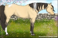 Horse Color:Buckskin Roan Dun Tobiano