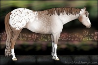 Horse Color:Gray Chestnut Appaloosa
