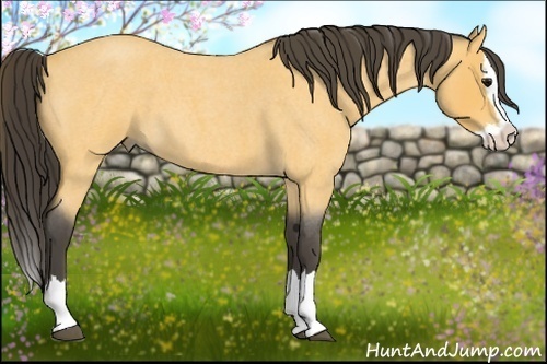 Horse Color:Buckskin Roan Splash