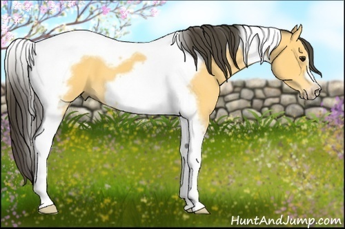 Horse Color:Buckskin Tobiano Frame 