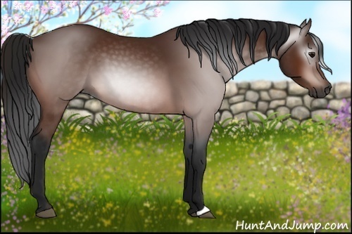 Horse Color:Gray Bay 