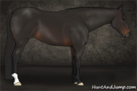 Horse Color:Gray Bay 