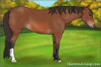 Horse Color:Bay 