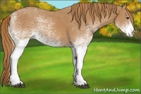 Horse Color:White Spotted Chestnut 