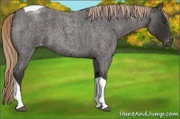 Horse Color:Liver Red Roan Tobiano Blanket 