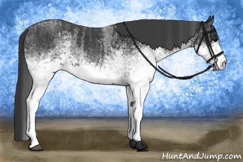 Horse Color:White Spotted Blue Roan Rabicano  Brindle