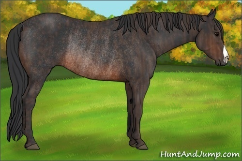 Horse Color:Brown Rabicano Brindle