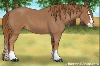 Horse Color:Red Roan Splash 