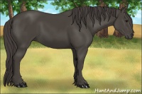 Horse Color:Smoky Black 