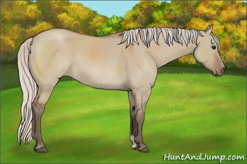 Horse Color:Silver Grullo Sabino 