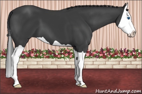 Horse Color:Black Splash 