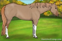 Horse Color:Red Dun Tobiano 