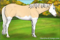 Horse Color:Palomino Splash
