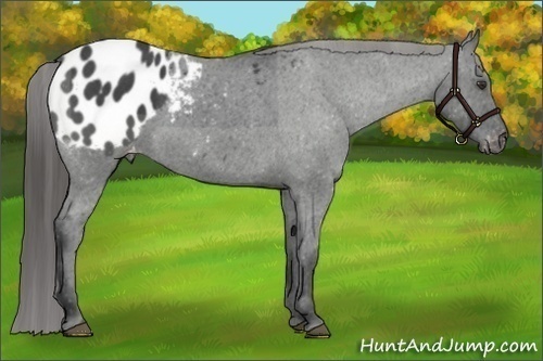 Horse Color:Blue Roan Appaloosa 