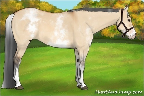 Horse Color:White Spotted Bay Dun