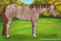 Horse Color:Chestnut Ice Sabino 