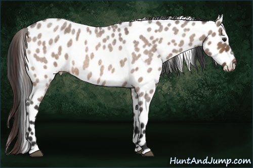 Horse Color: Bay Roan Dun Sabino Leopard Rabicano 