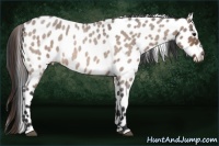 Horse Color:Bay Roan Dun Sabino Leopard Rabicano 