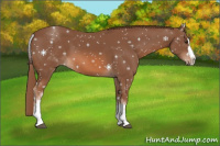 Horse Color:White Spotted Chestnut Splash 