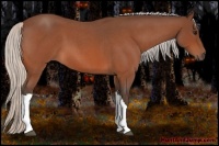 Horse Color:Silver Bay Roan 