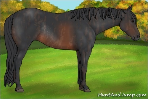 Horse Color:Brown Rabicano Brindle