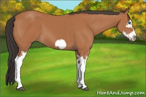 Horse Color:Bay Splash Frame