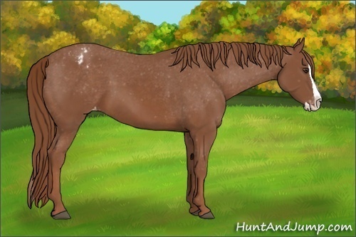 Horse Color: Chestnut Splash Blanket 