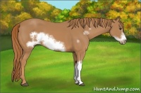 Horse Color:Chestnut Frame 