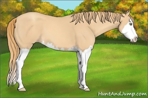 Horse Color:Gold Champagne Splash