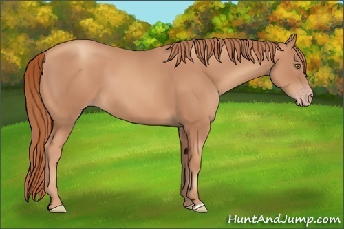Horse Color: Gold Champagne 