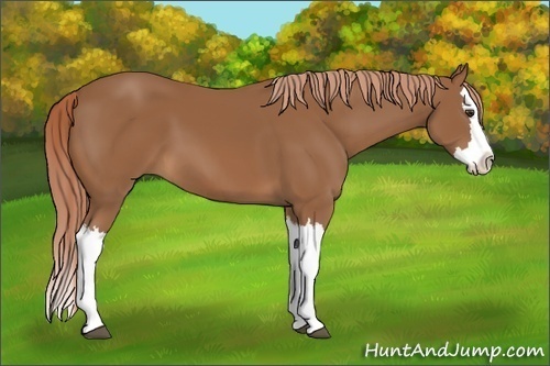 Horse Color: Chestnut Splash 