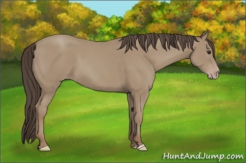 Horse Color: Classic Champagne 