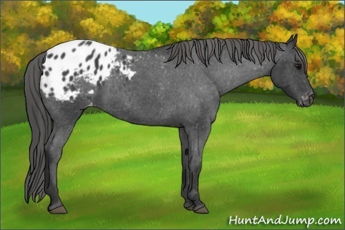 Horse Color: Blue Roan Blanket 