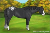 Horse Color:Black Splash Appaloosa