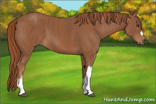 Horse Color: Chestnut  Brindle
