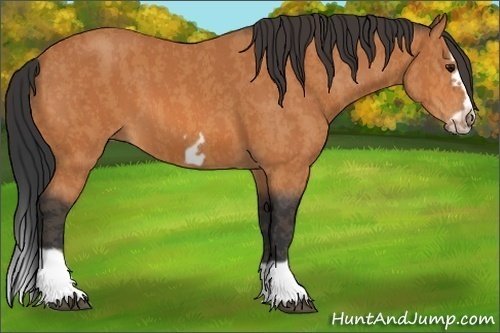 Horse Color:Bay Splash Frame  Brindle