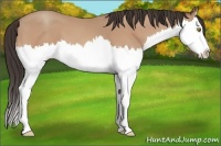 Horse Color:Amber Champagne Splash 