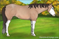 Horse Color:Amber Champagne Splash 