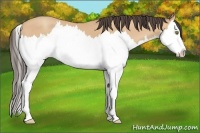 Horse Color:Amber Champagne Splash 