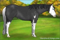 Horse Color:Black Sabino Splash 