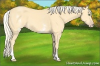 Horse Color:White Spotted Gold Cream Champagne 
