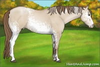 Horse Color:White Spotted Grullo Pearl Sabino