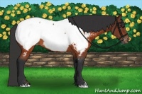 Horse Color:Brown Appaloosa