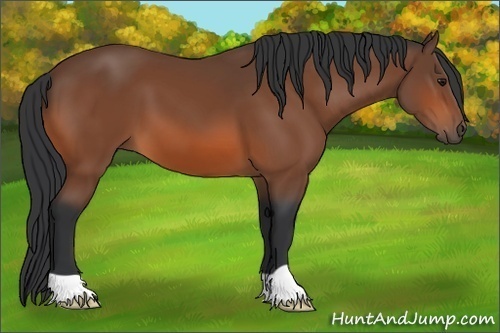 Horse Color: Bay 
