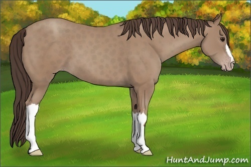 Horse Color: Classic Champagne 