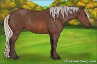 Horse Color:Silver Brown Rabicano  Brindle