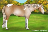 Horse Color:Gray Palomino Splash Tobiano 